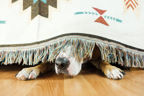 Create a den for your dog