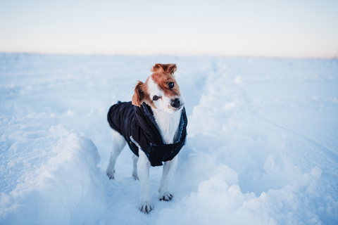 jack russell wearing dog coat
