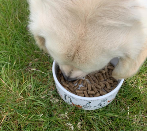 Cold Pressed Dog Bowl