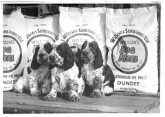 Wilsons Pet Food Historic Advert