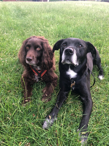 Paddy and Maisie Wilsons Dogs