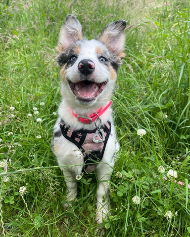 border collie pup raw fed