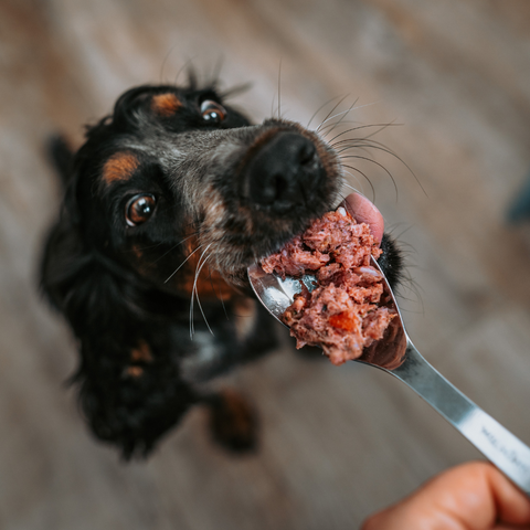 Raw Frozen Dog Food