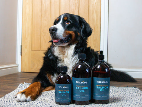 Berner Bears with Salmon Oil