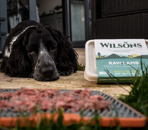 Ralph with Lamb Core Raw