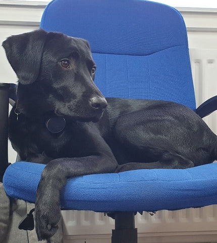 Aloy Office Dog