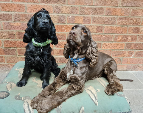 TFM Countrystore Dogs Bracken and Monty