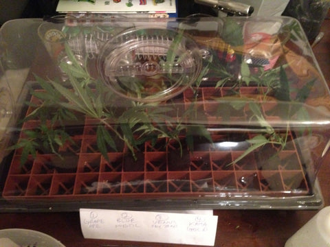 Clone Tray