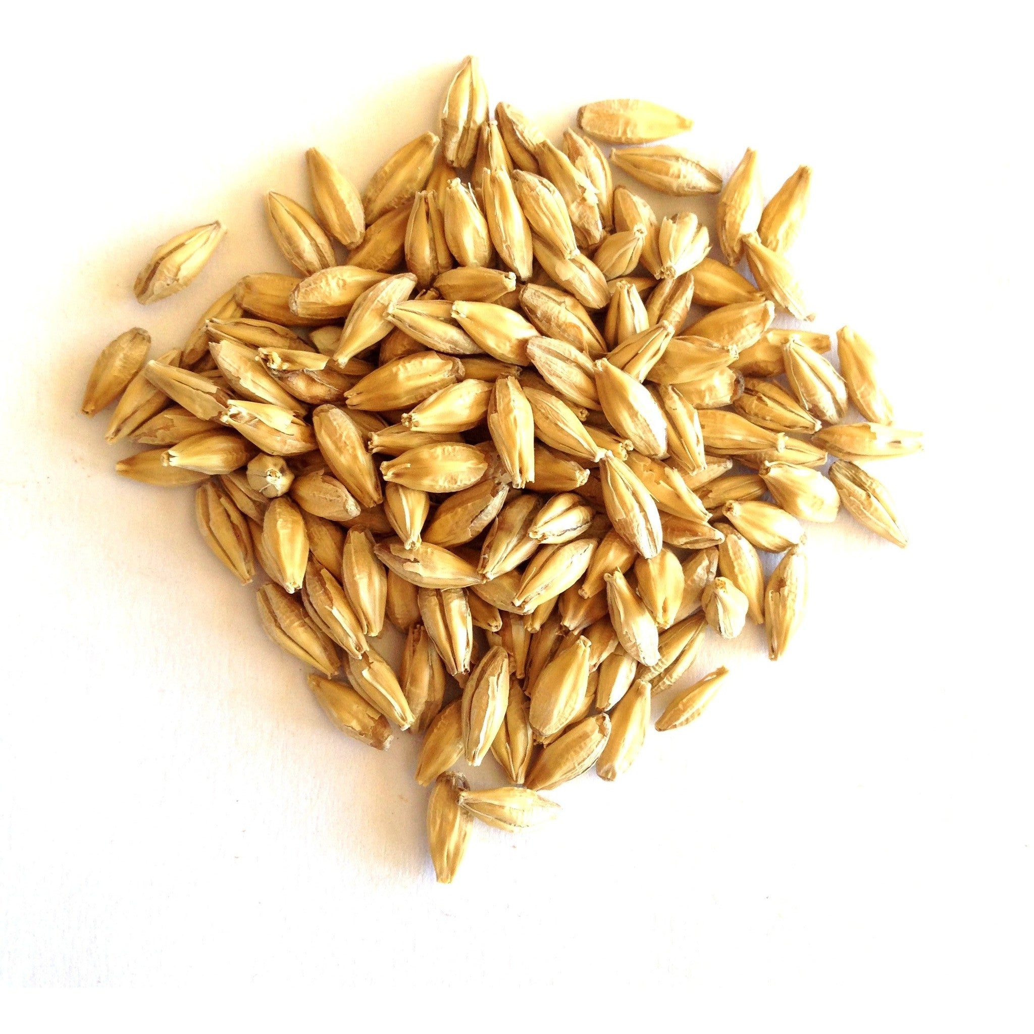 Malted Barley  Grain for SST Certified Organic BuildASoil