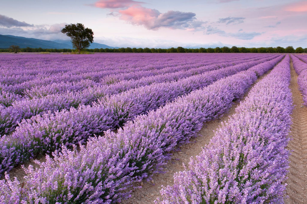 Lavender Scent Note