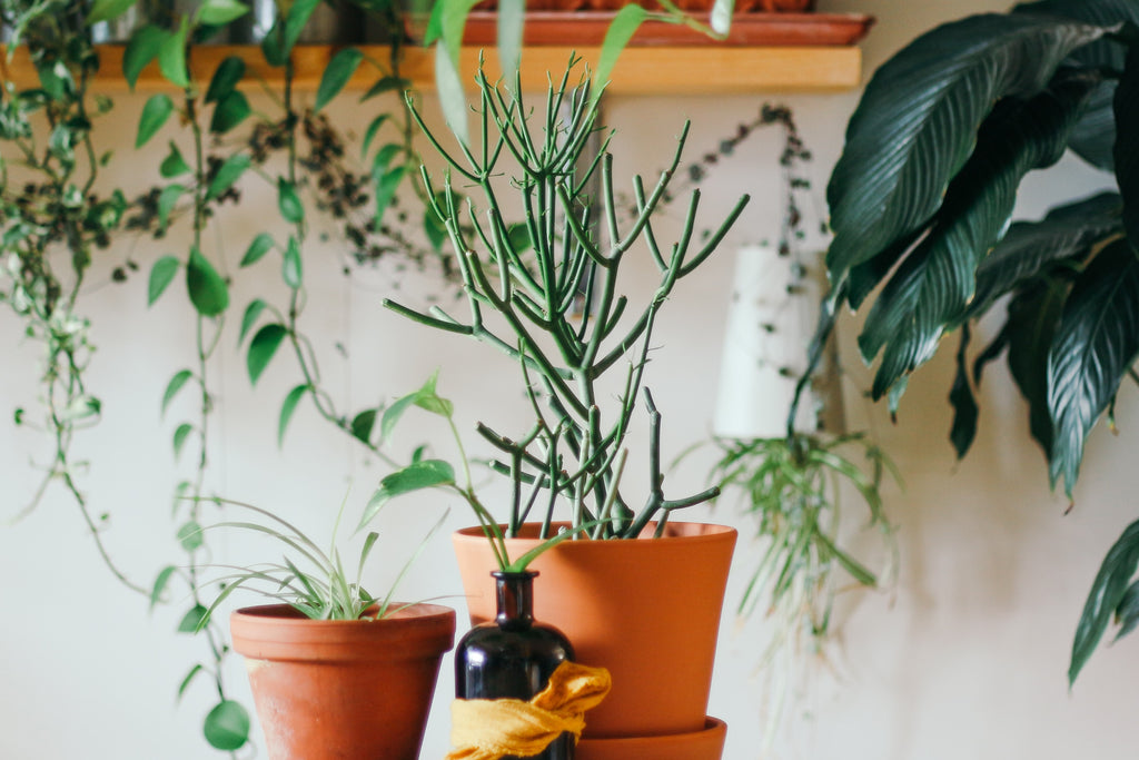 Terracotta pots are best for indoor plants
