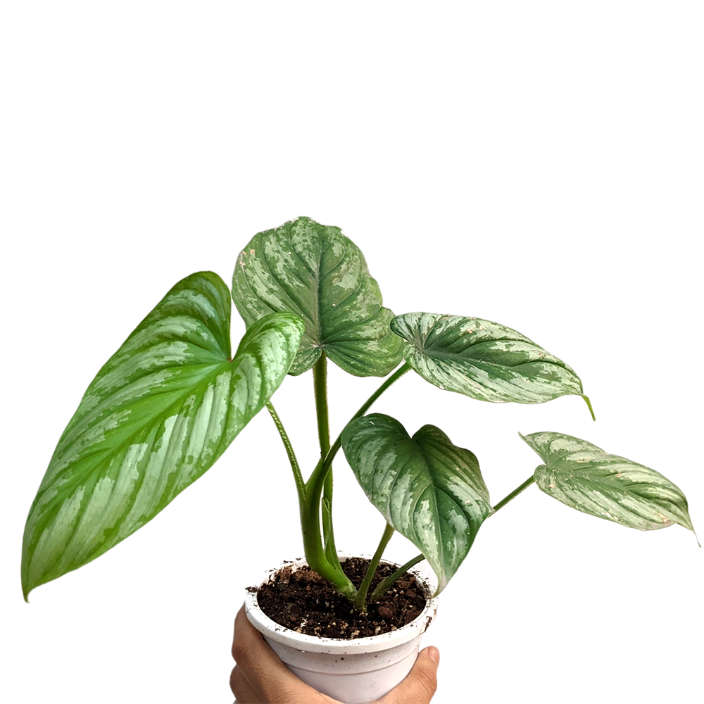 Philodendron Mamei (Silver Cloud)