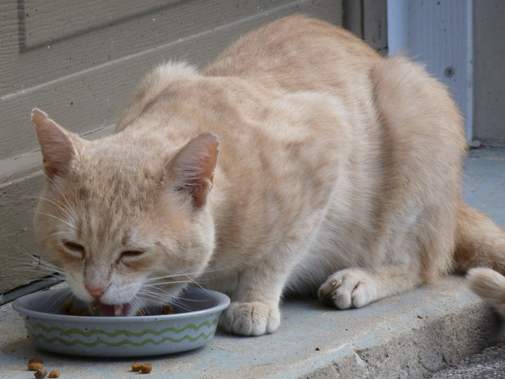 can cats eat dog food