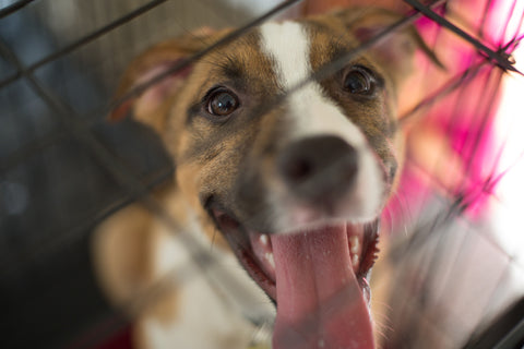 puppy crate training