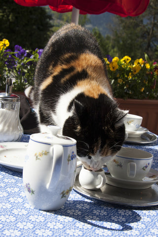 cat at coffee shop