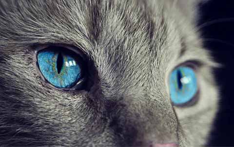 A gray cat with blue eyes