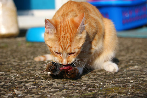 can cats eat dog food and vice versa