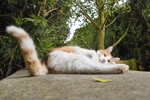 a cats tail lying down on pavement