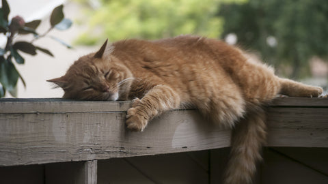 Why do cats sleep so much?