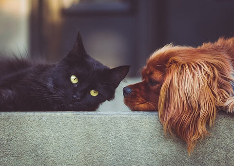 Black Cat and Spaniel friends
