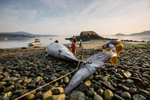 Marine Mammal Stranding Network