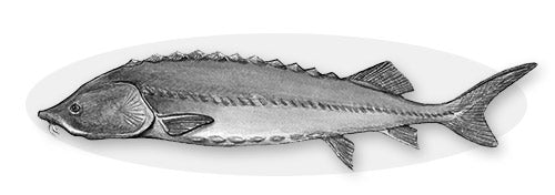 Beluga Sturgeon