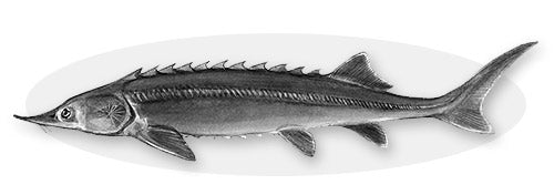 Sterlet Sturgeon