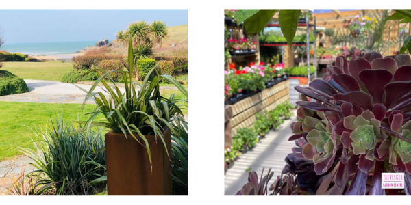 Sample images of Trevisker Garden Centre