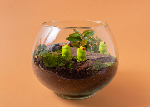 Mason Jar Terrariums: A Miniature Green Oasis