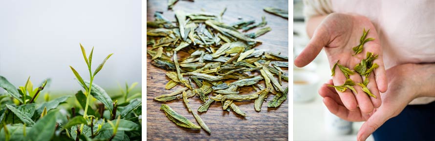 Dragonwell Long Jing Rare Tea plant, dried leaf and infused leaf