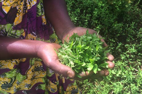 Satemwa Tea Estate Smallholder Mint