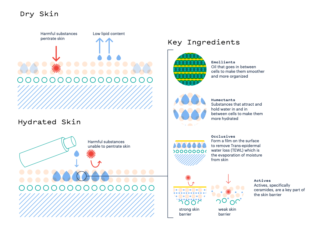 Diagram showing how facial moisturizers work on the skin