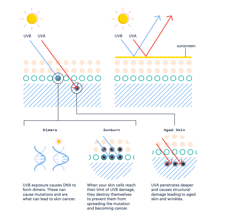 Diagram showing how sunscreens work on the skin