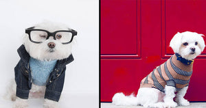 Bettedeals Designer Pet Clothes — Gucci or Louis Vuitton Dog Hats