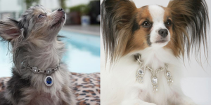 Canine Couture: The Most Luxurious Dresses Ever Made For Dogs – Marc Petite