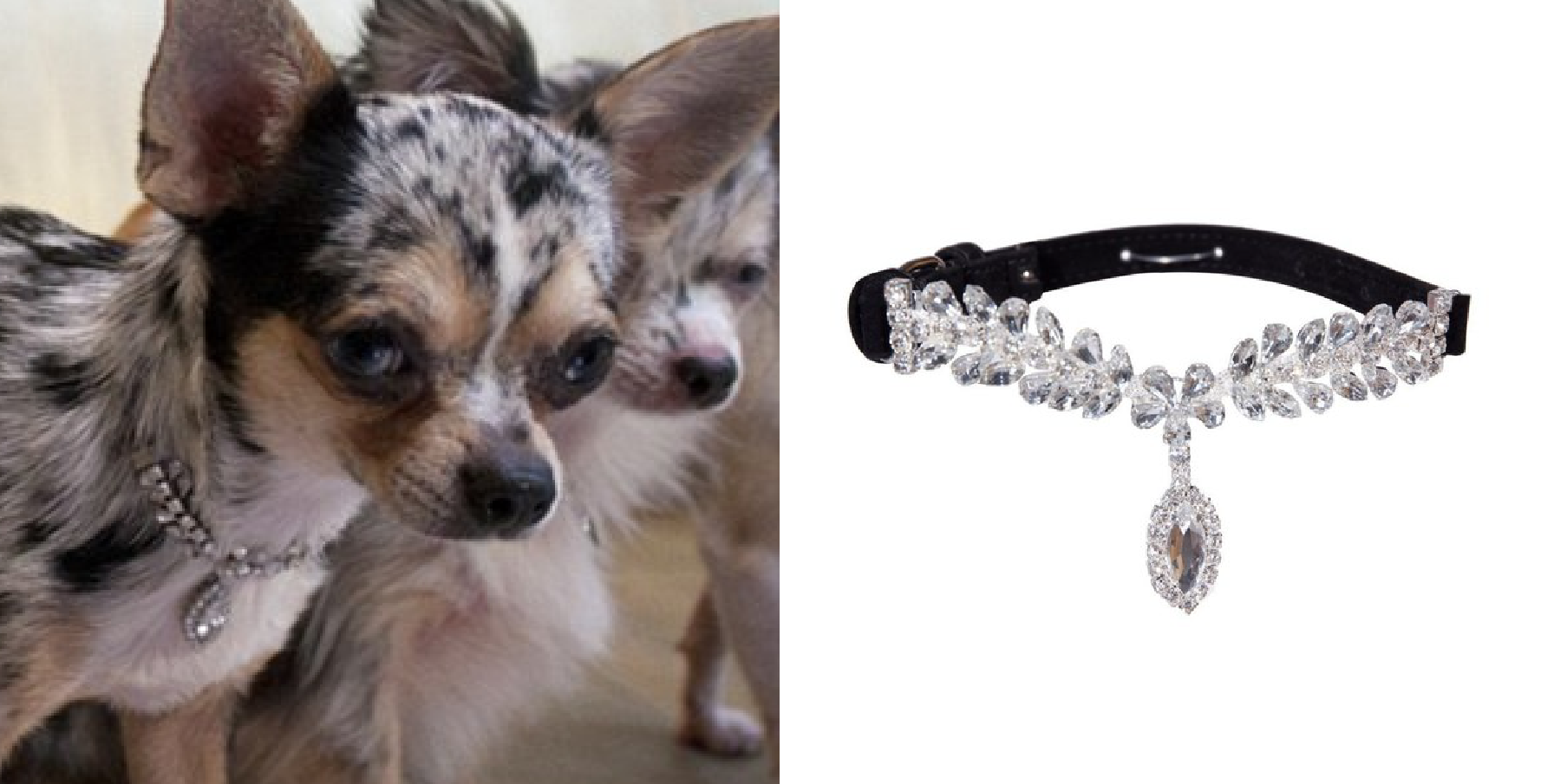 Collier pour chien La Jeune Tulipe de la Boutique Posh Puppy