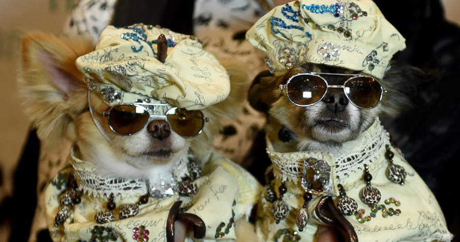 Défilés de mode pour chiens