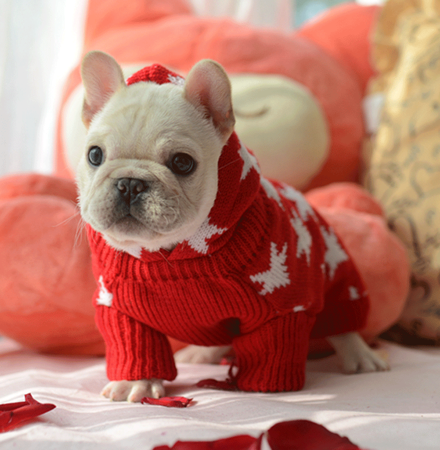 Frenchie WORLD - Christmas Jacket 