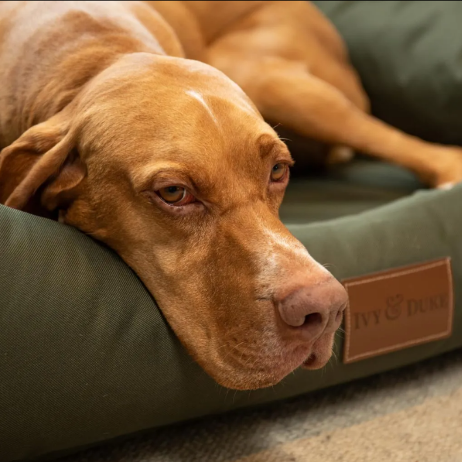 Ivy and Duke Fancy dog bed