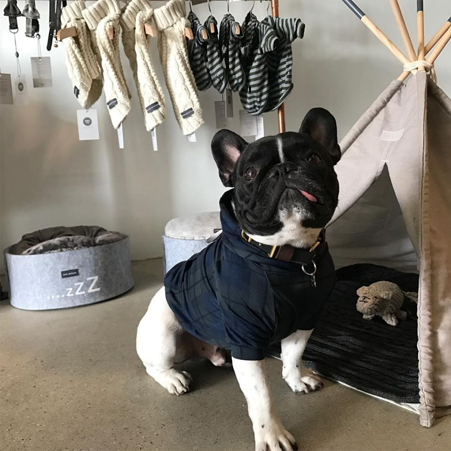 10 High End Fashion Brands You May Not Know Also Design For Pups in 2023