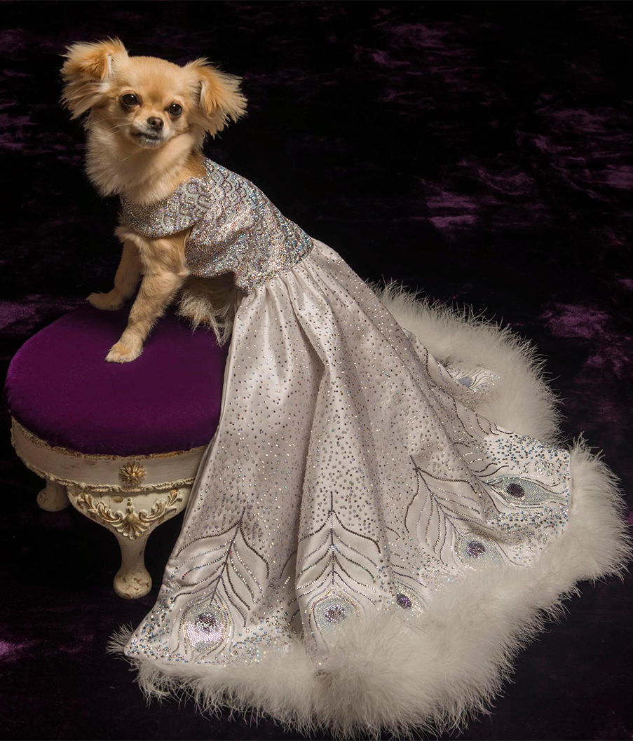 Most Expensive Dog Dress