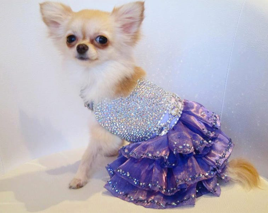 Designer Inspired Dog Dress - GIVENCHY exclusive at TheHonestDog