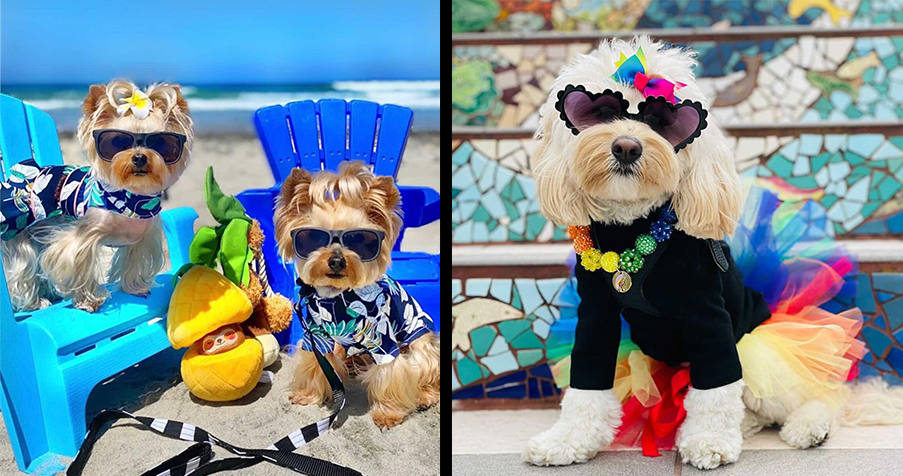 Bettedeals Designer Pet Clothes — Gucci or Louis Vuitton Dog Hats