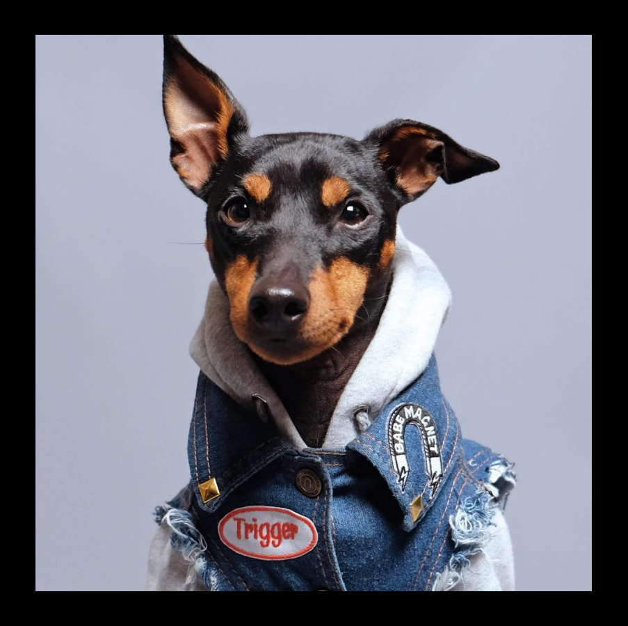 Bettedeals Designer Pet Clothes — Gucci or Louis Vuitton Dog Hats