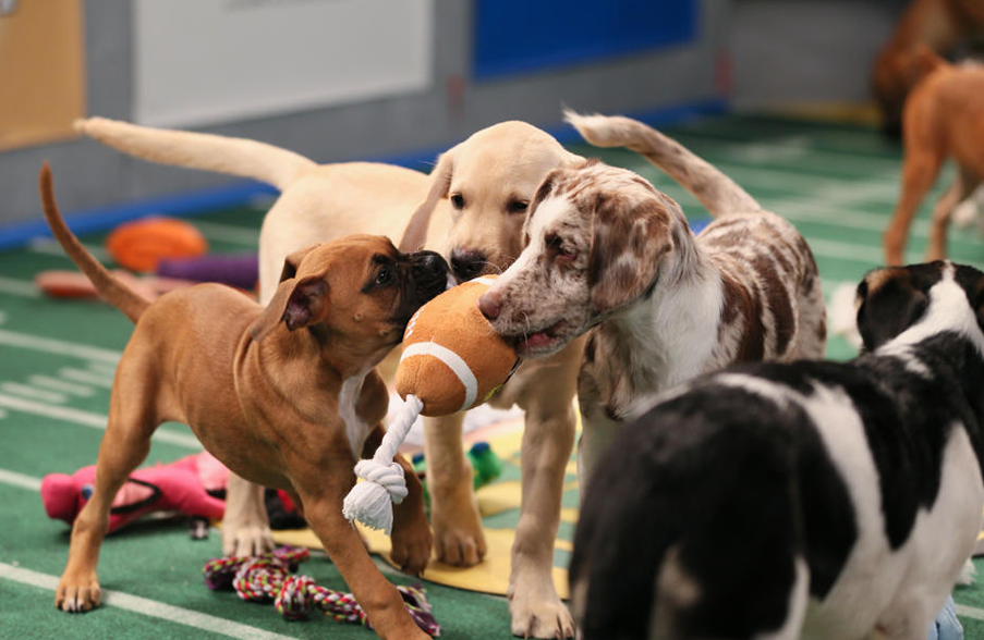 Bol pour chiots