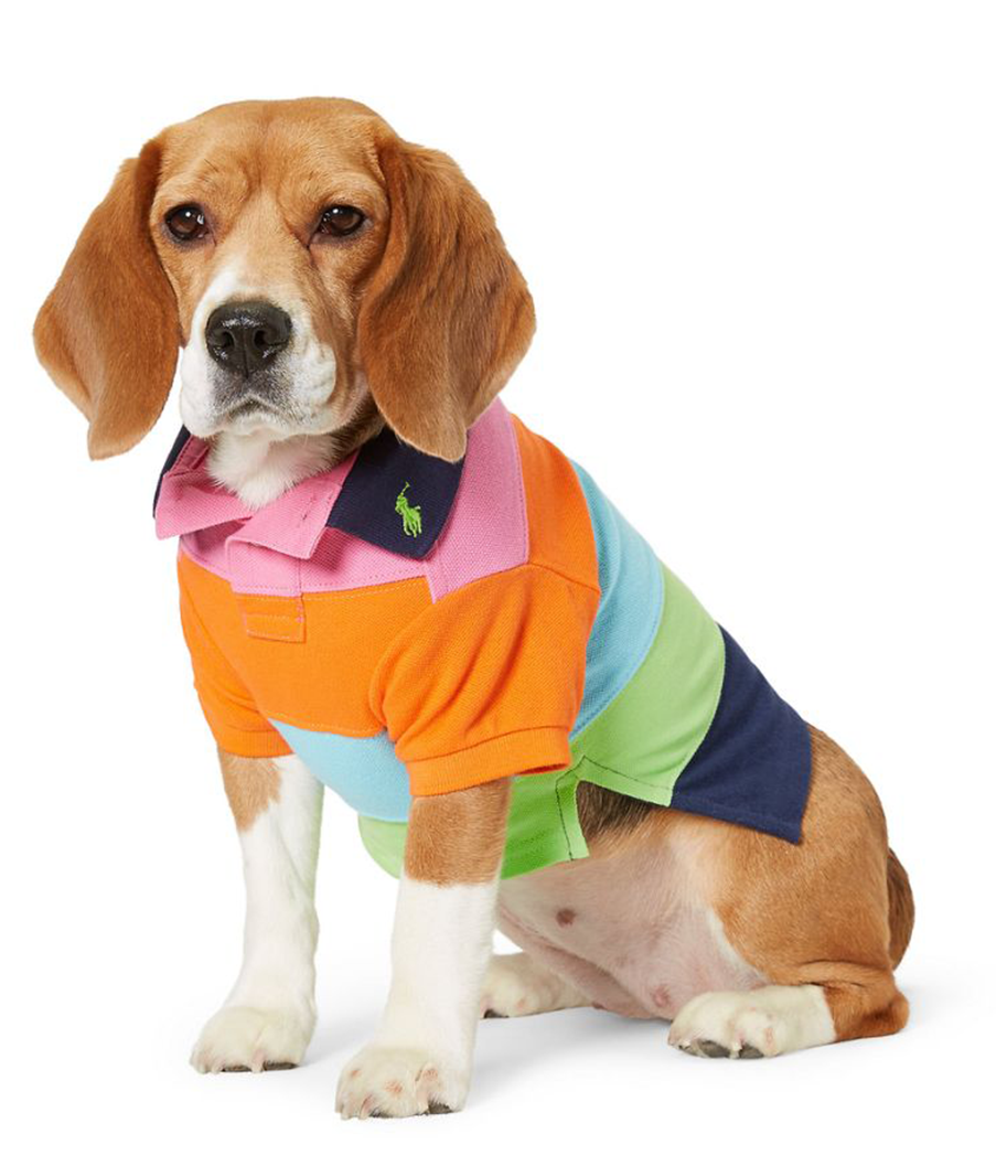 Dog fashion & Designer Dog Clothes – TOP 20+ BRANDS [2023 UPDATED] – Marc  Petite
