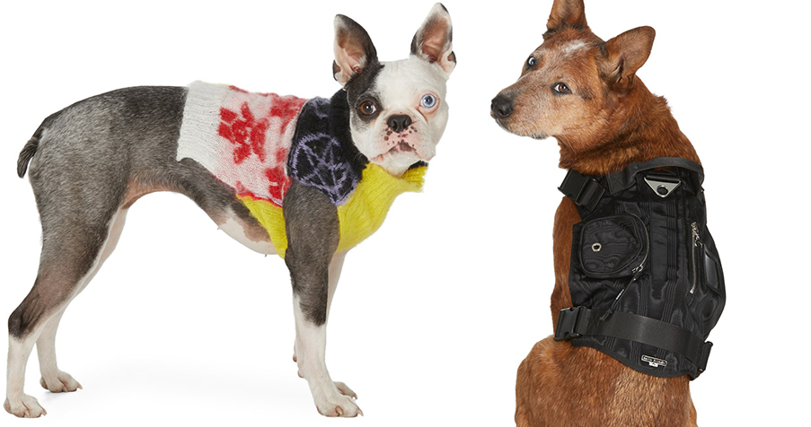 Dog fashion & Designer Dog Clothes – TOP 20+ BRANDS [2023 UPDATED] – Marc  Petite