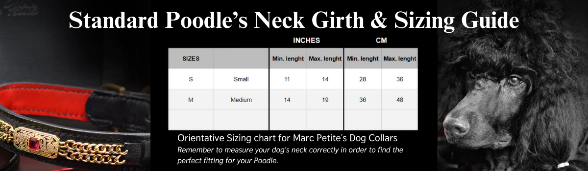 Standard Poodle Neck size and sizing guide