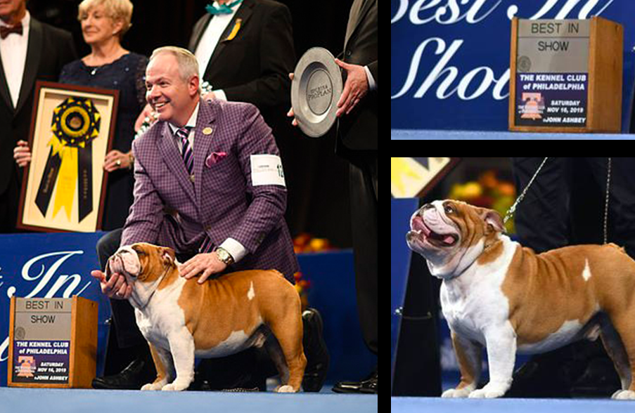 L'exposition canine nationale du Royaume-Uni