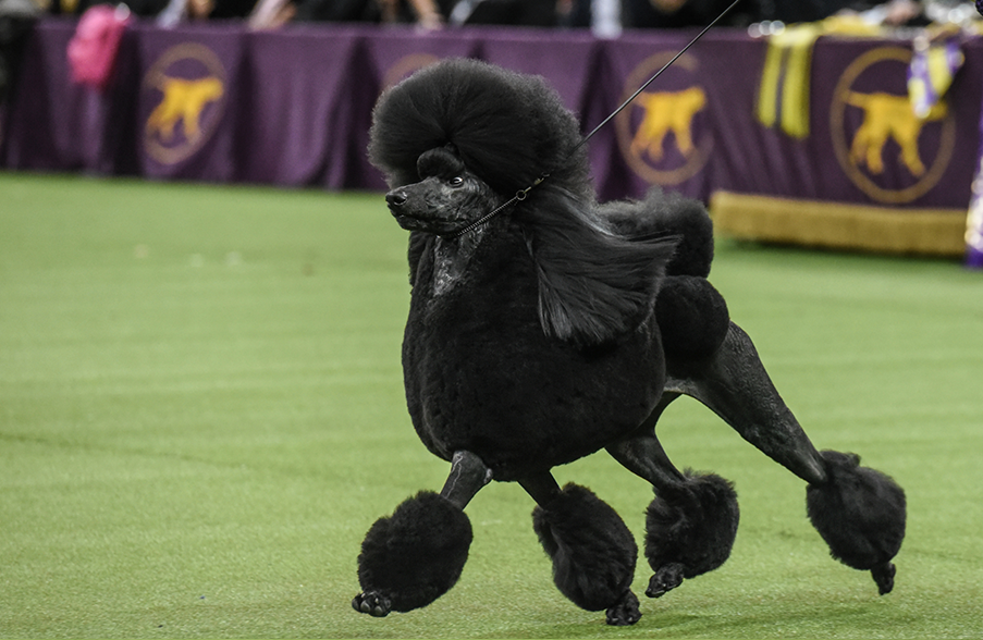 The Westminster Kennel Club Dog Show - Poodle